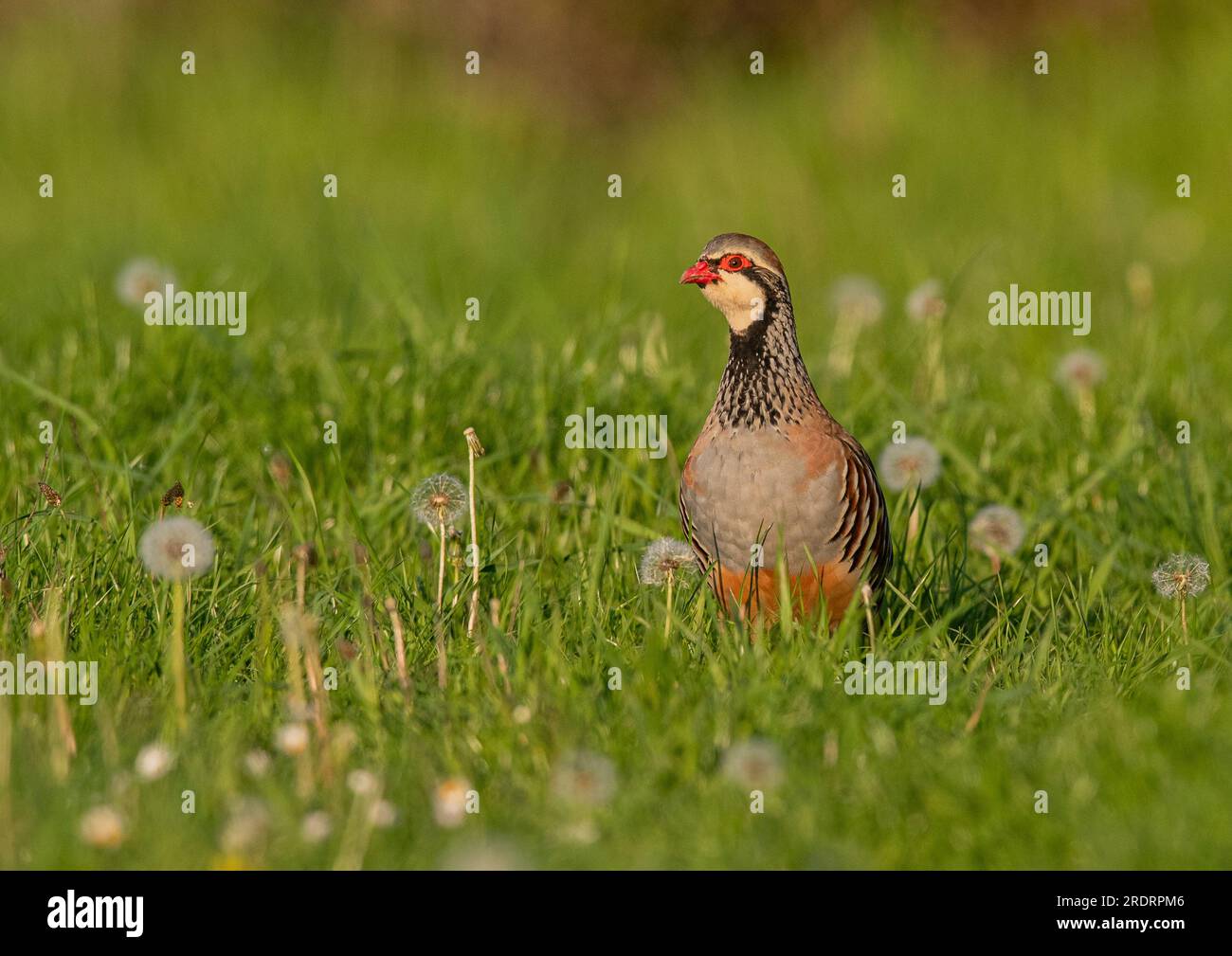 A French or red legged Partridge ( Alectoris rufa)in a grassy meadow with dandelion clocks. Suffolk, UK Stock Photo