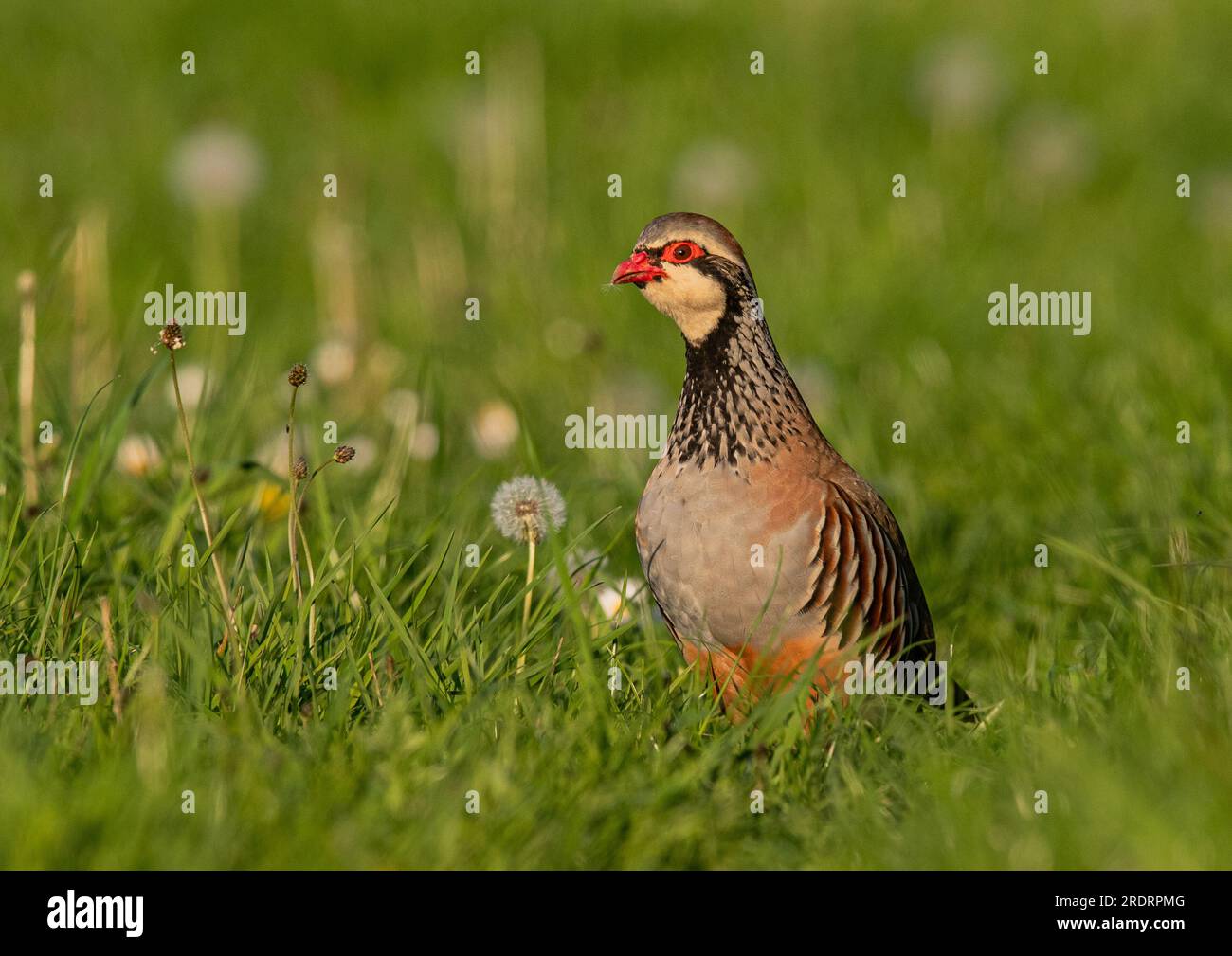 A French or red legged Partridge ( Alectoris rufa)in a grassy meadow with dandelion clocks. Suffolk, UK Stock Photo