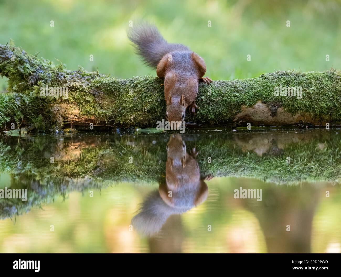 A rare Red squirrel ( Sciurus vulgaris) drinking and touching the water  . A mirror image is reflected in the water below.  Yorkshire, UK. Stock Photo