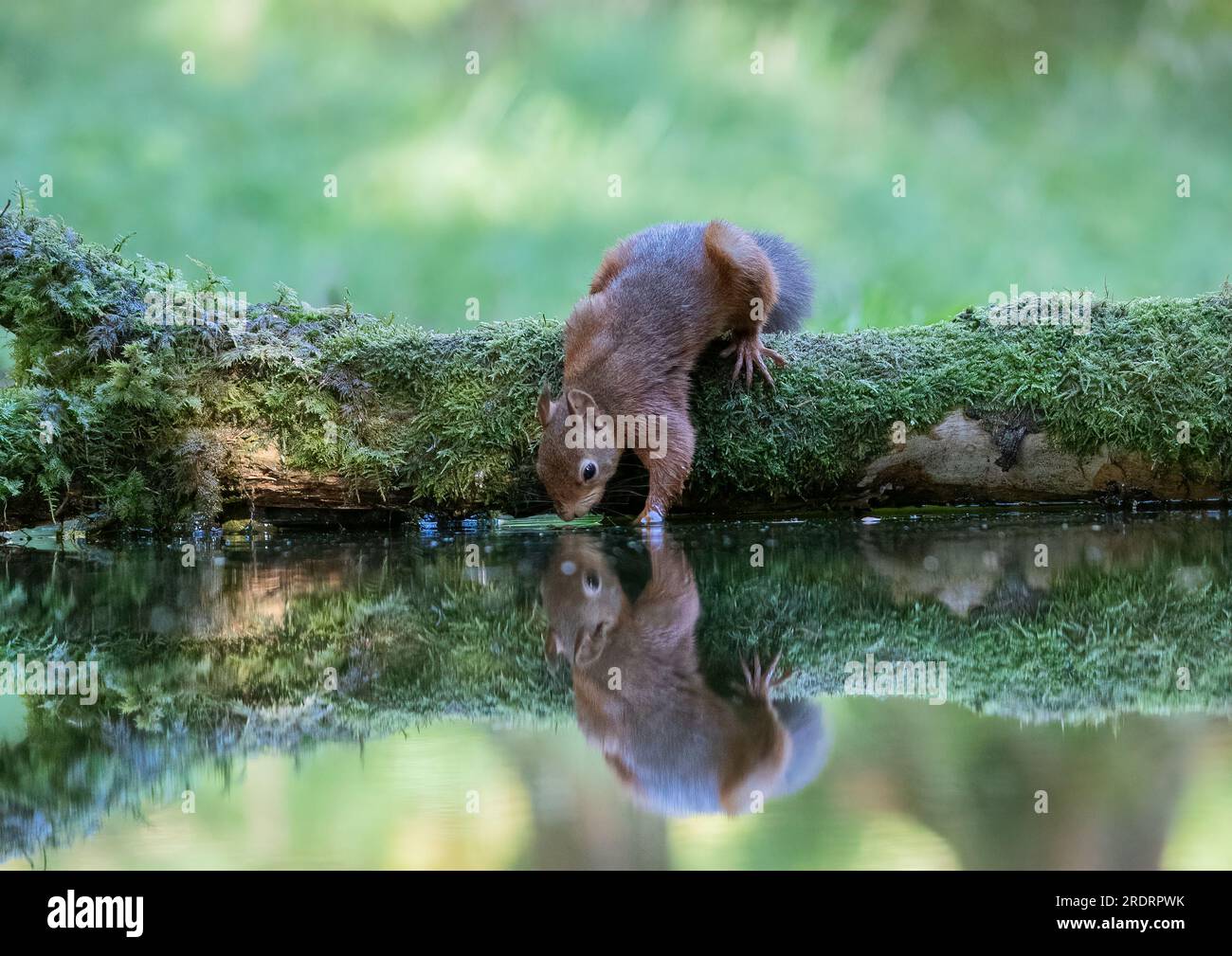 A rare Red squirrel ( Sciurus vulgaris) drinking and touching the water  . A mirror image is reflected in the water below.  Yorkshire, UK. Stock Photo