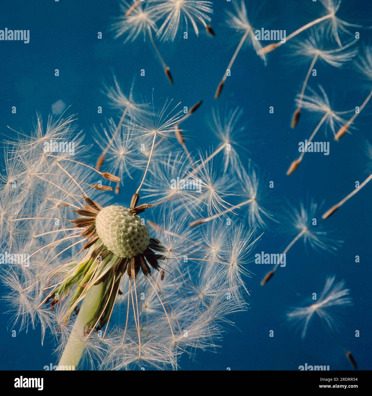 Pollen, Flying flowers of a dandelion, Common dandelion Stock Photo - Alamy