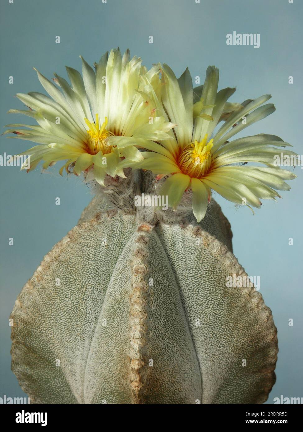 Astrophytum coahuilense hi-res stock photography and images - Alamy