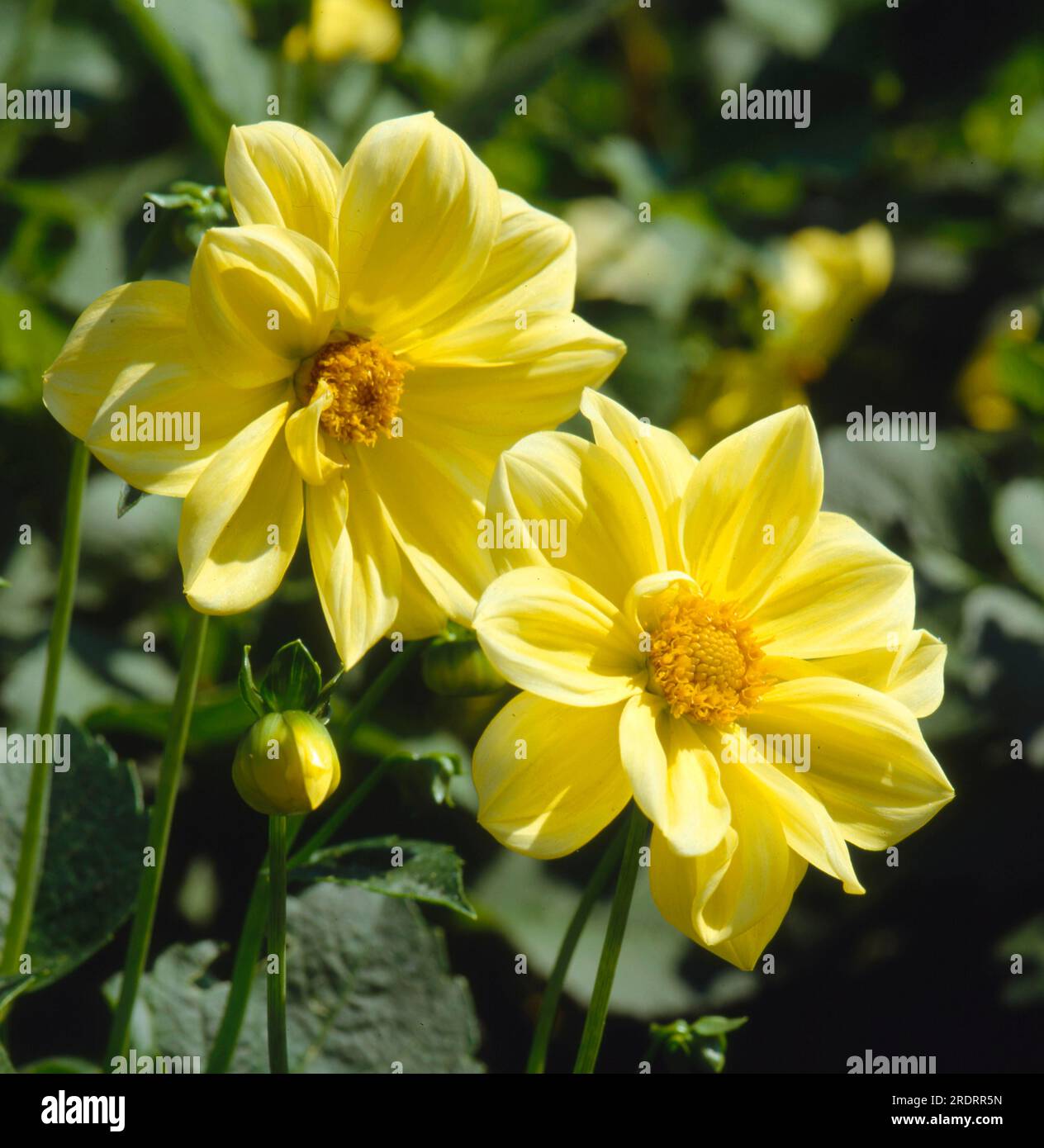 Dahlia Unwin - Produit De Qualité Supérieure - Design Flexible Et Durable