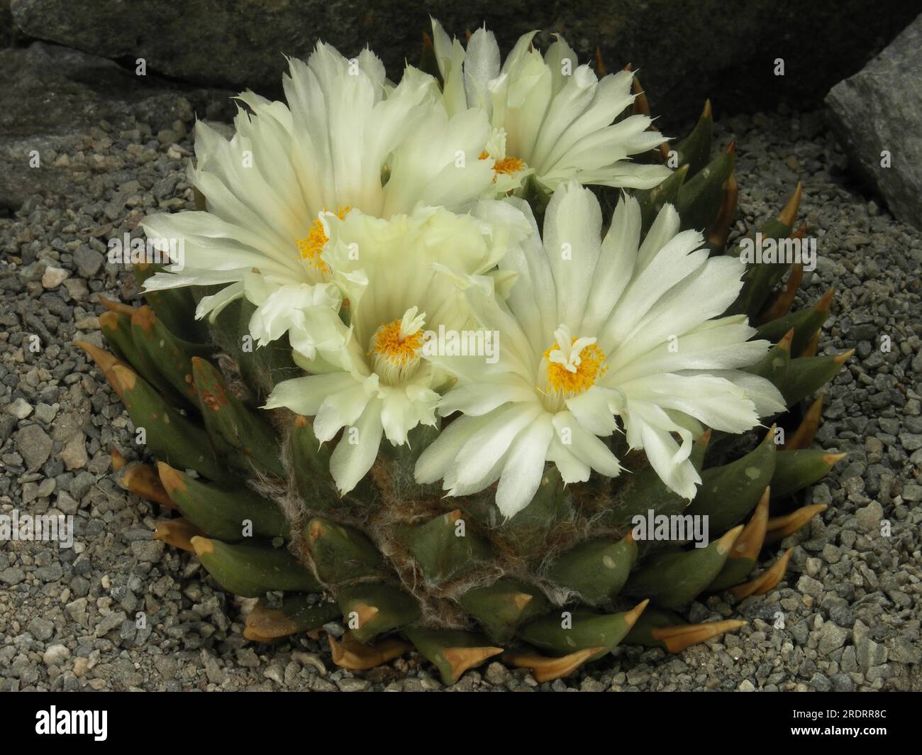 Ariocarpus retusus ssp. trigonus, Woolly Cactus, Dry Whiskey Stock Photo