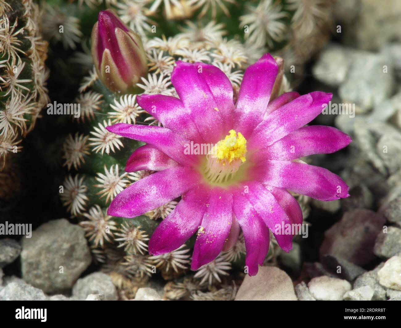 Mammillaria cactus hi-res stock photography and images - Alamy