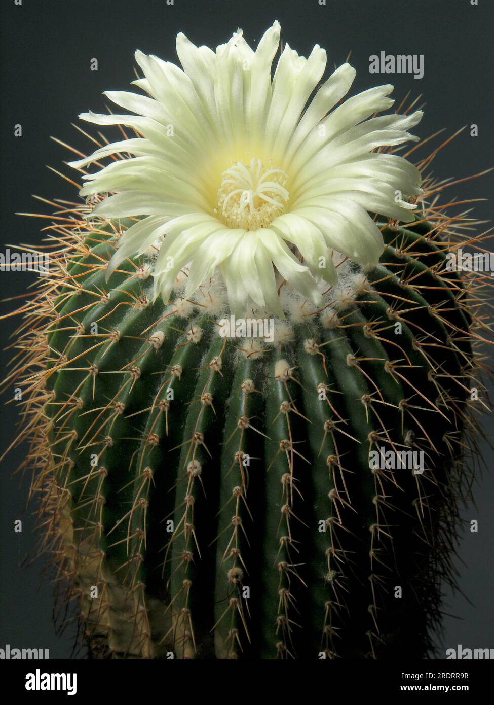 Parodia schumanniana, syn. Eriocactus grossei Stock Photo