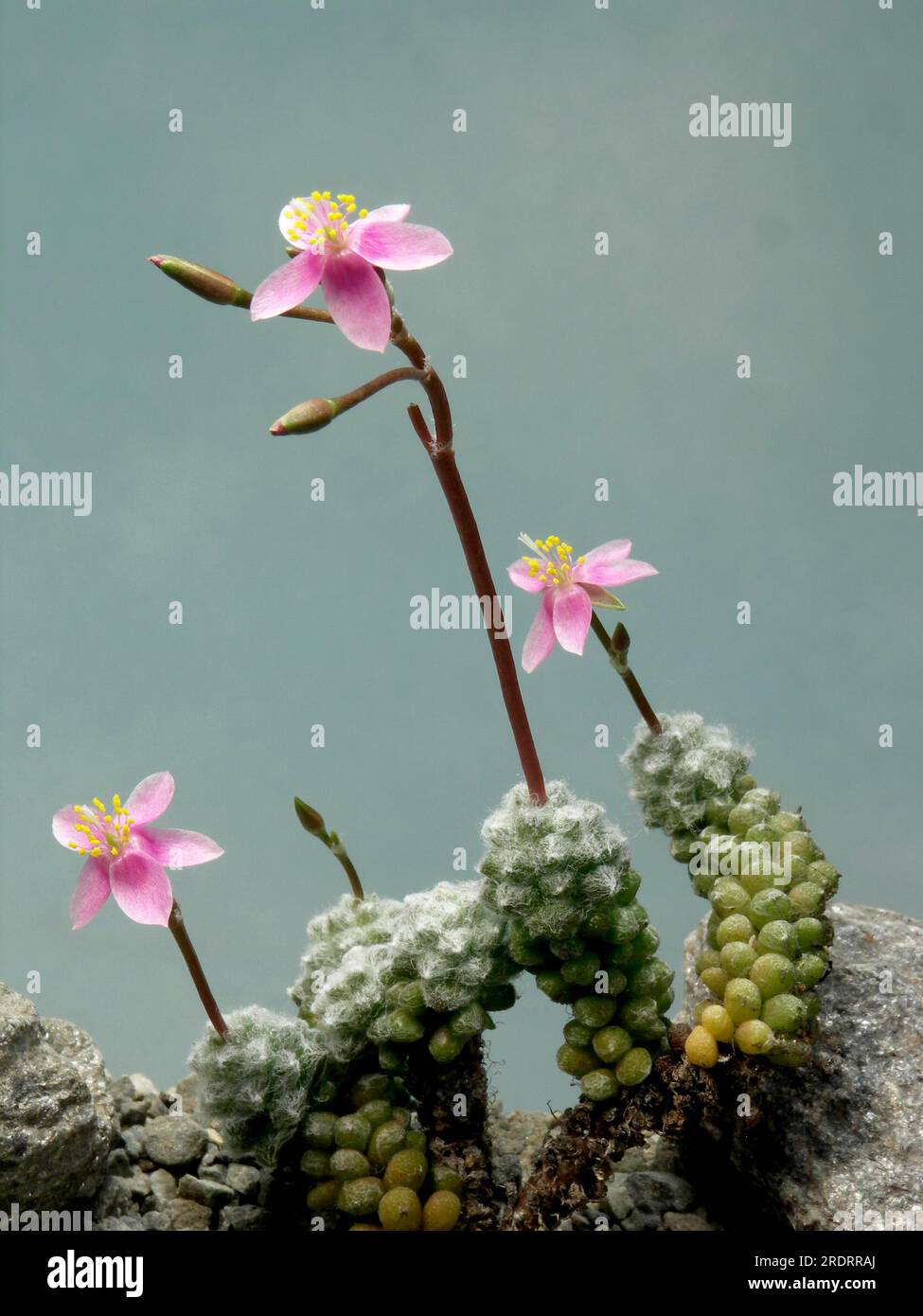 Anacampseros lanigera Stock Photo