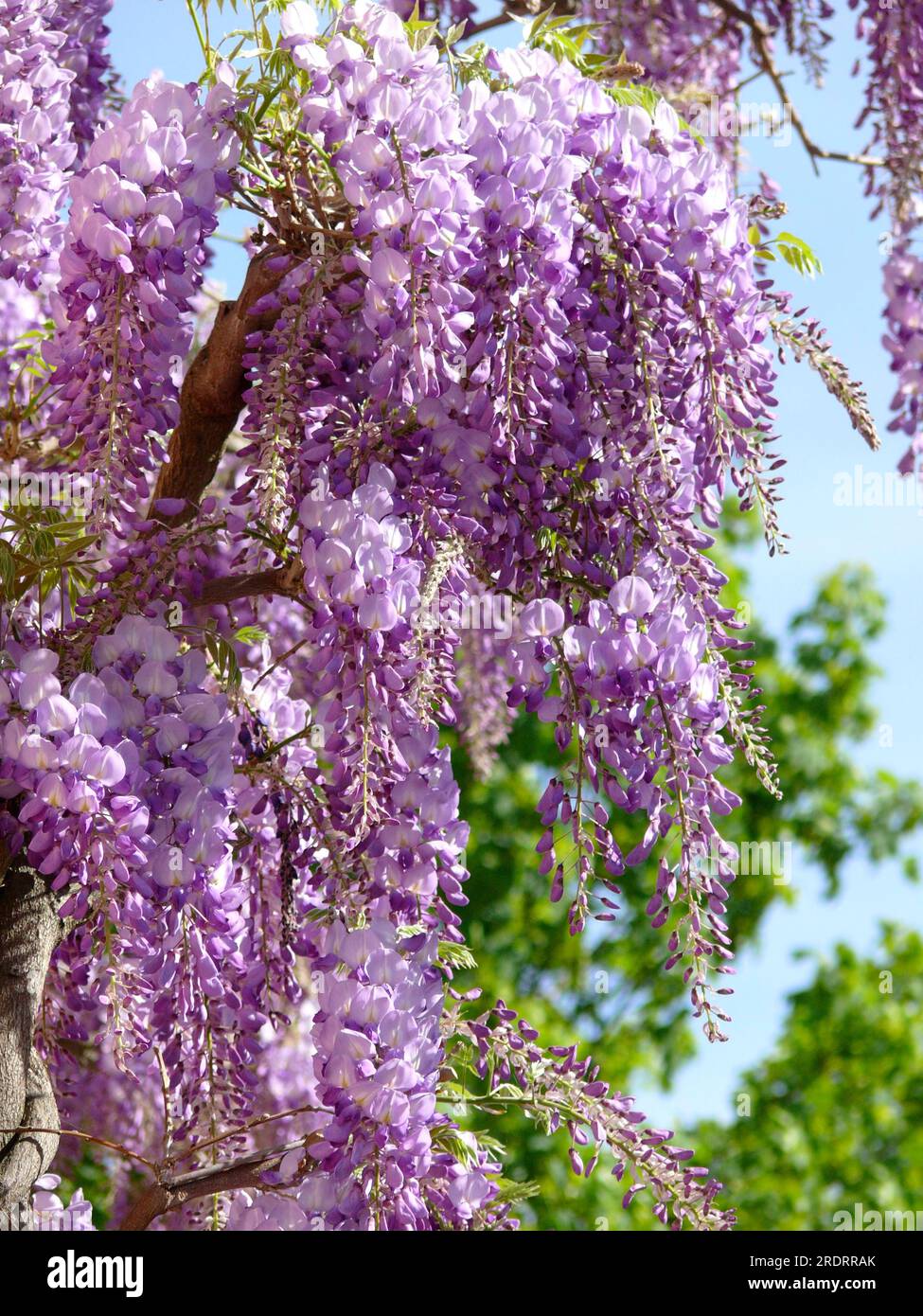 Glizinia flowering, wisterias (Wisteria), wisteria, wistaria, wisteria