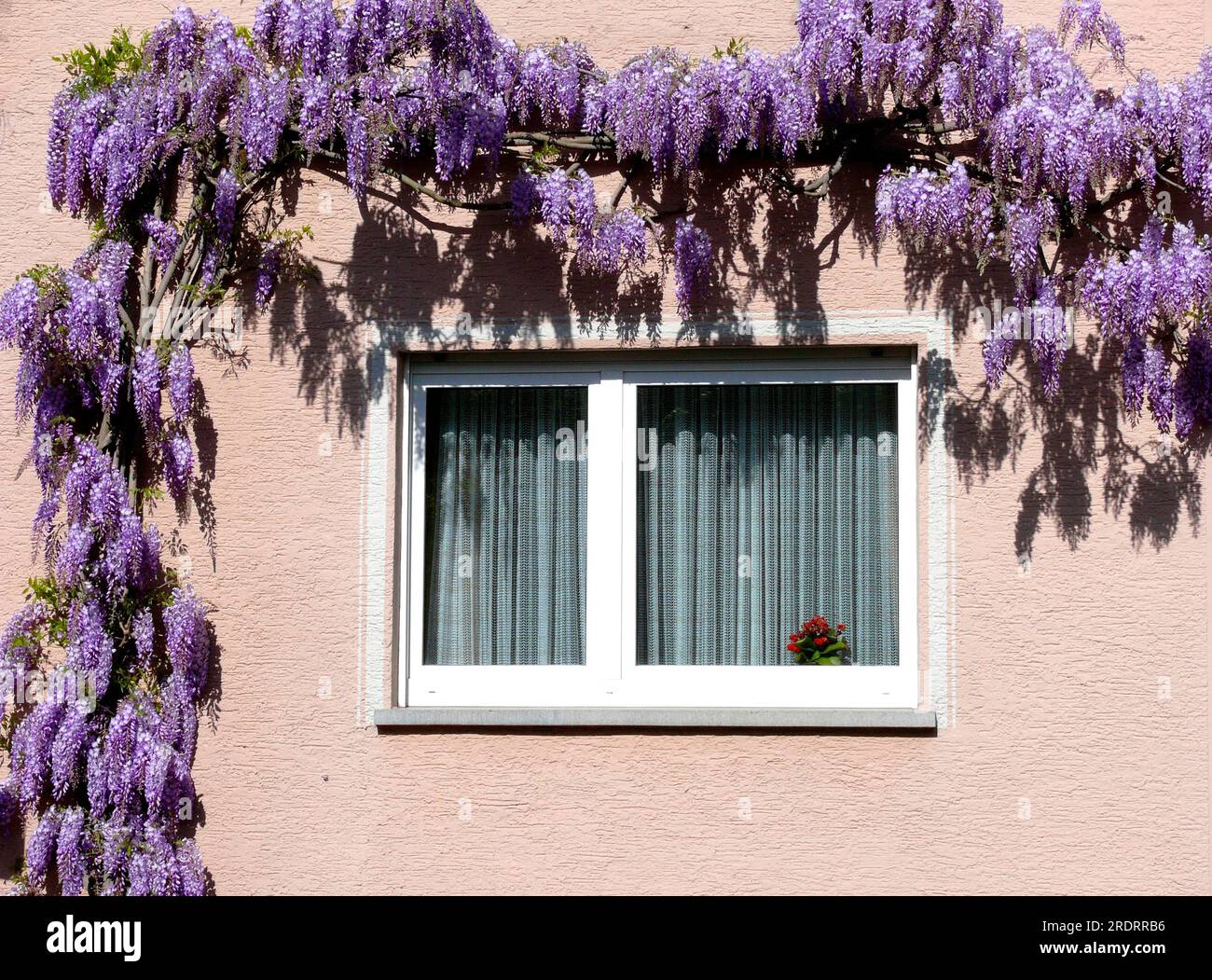 Glizinia flowering, wisterias (Wisteria), wisteria, wistaria, wisteria,  wisteria, wisteria, wisteria Stock Photo - Alamy