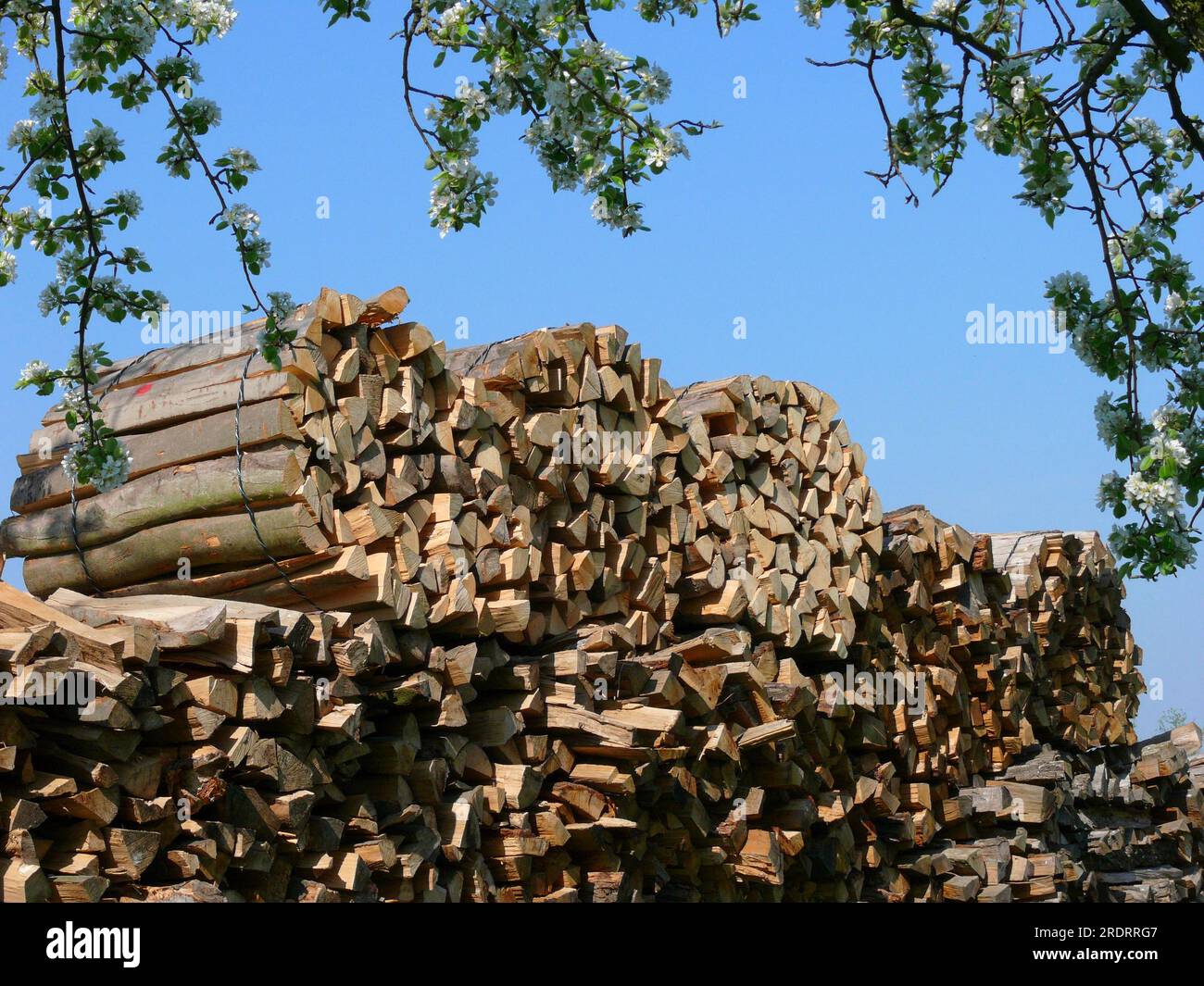 Firewood store, stacked firewood Wood store Stock Photo Alamy
