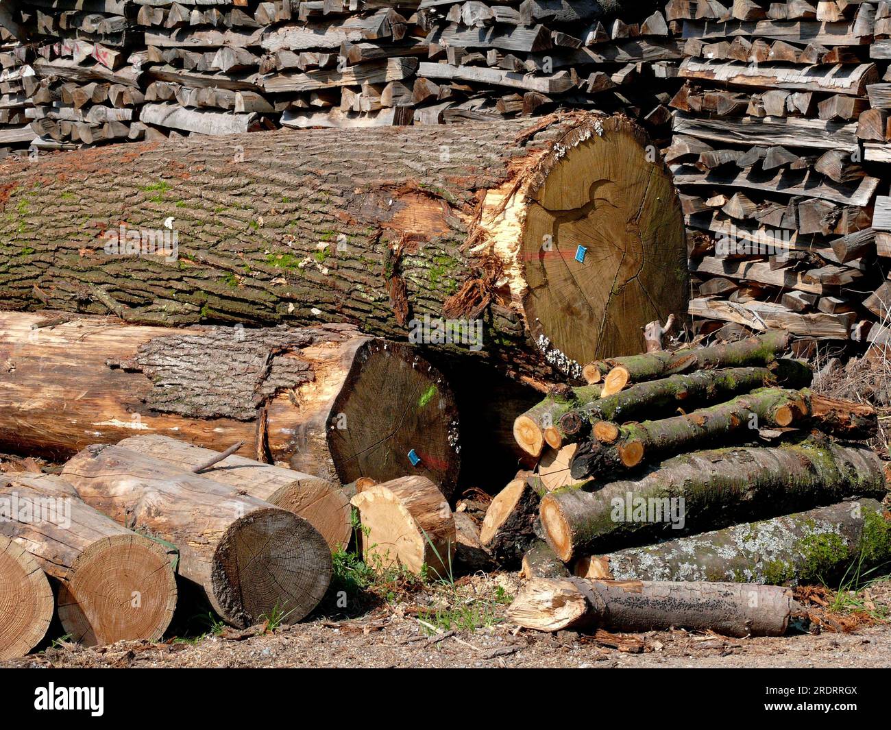 Firewood store, stacked firewood Wood store Stock Photo Alamy