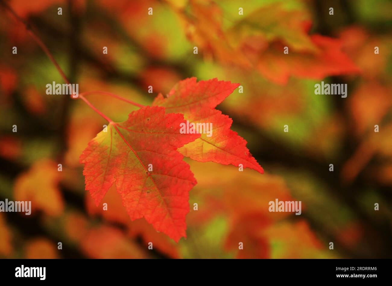 Two different leaves hi-res stock photography and images - Alamy
