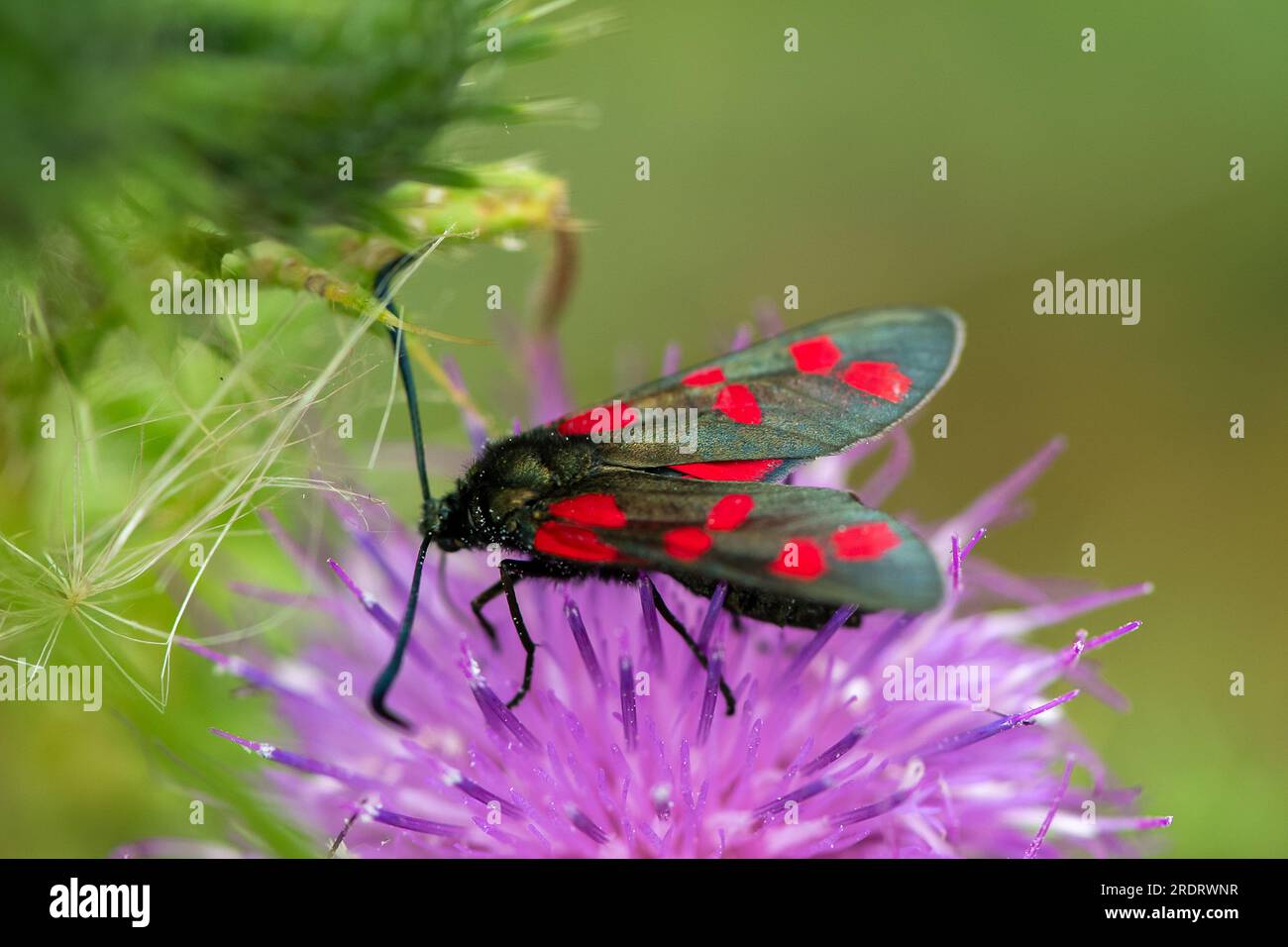 Dorney, UK. 23rd July, 2023. A Six-spot Burnet Moth (Zygaena filipendulae) feeds on a thistle. Butterfly Conservation are calling on people across the UK to take part in this year’s Big Butterfly Count that runs until 6th August to help scientists understand the impact of climate change on our most-loved butterflies. Last year’s record temperatures, heatwave and drought caused some of the plants that caterpillars feed on to wither and die. To help scientists discover what the ongoing impact of this extreme weather has been, the public are being asked to spend 15 minutes in any sunny spot and r Stock Photo