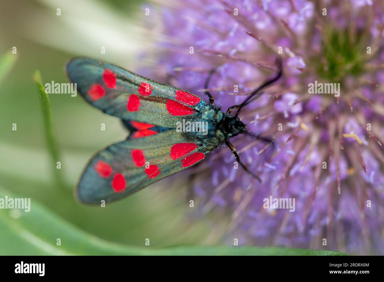 Dorney, UK. 23rd July, 2023. A Six-spot Burnet Moth (Zygaena filipendulae) feeds on a thistle. Butterfly Conservation are calling on people across the UK to take part in this year’s Big Butterfly Count that runs until 6th August to help scientists understand the impact of climate change on our most-loved butterflies. Last year’s record temperatures, heatwave and drought caused some of the plants that caterpillars feed on to wither and die. To help scientists discover what the ongoing impact of this extreme weather has been, the public are being asked to spend 15 minutes in any sunny spot and r Stock Photo