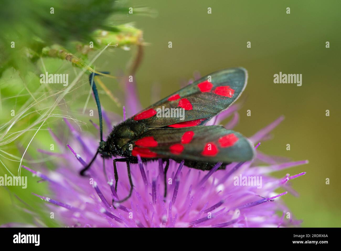 Dorney, UK. 23rd July, 2023. A Six-spot Burnet Moth (Zygaena filipendulae) feeds on a thistle. Butterfly Conservation are calling on people across the UK to take part in this year’s Big Butterfly Count that runs until 6th August to help scientists understand the impact of climate change on our most-loved butterflies. Last year’s record temperatures, heatwave and drought caused some of the plants that caterpillars feed on to wither and die. To help scientists discover what the ongoing impact of this extreme weather has been, the public are being asked to spend 15 minutes in any sunny spot and r Stock Photo