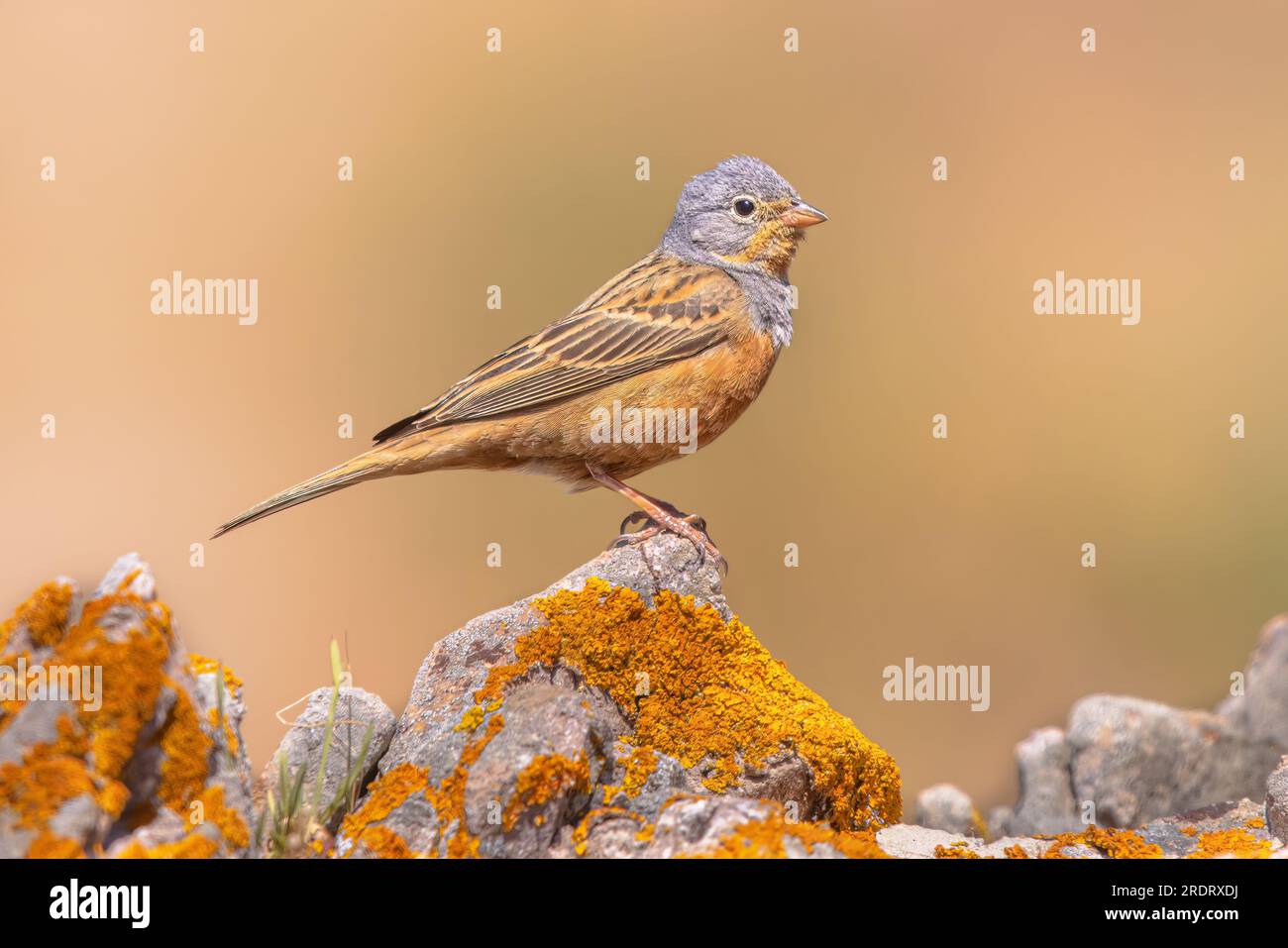 Cretzschmar's bunting (Emberiza caesia) singing from a perch on rock on Lesbos island, Greece. Wildlife scene of nature in Europe. Stock Photo