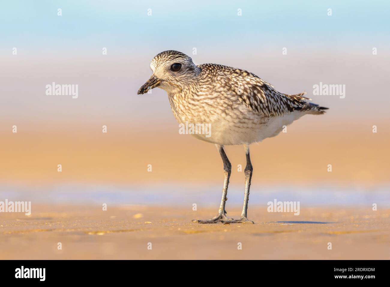 Grey plover or black-bellied plover (Pluvialis squatarola) is a lwader bird breeding in Arctic regions. It is a long-distance migrant, with a nearly w Stock Photo