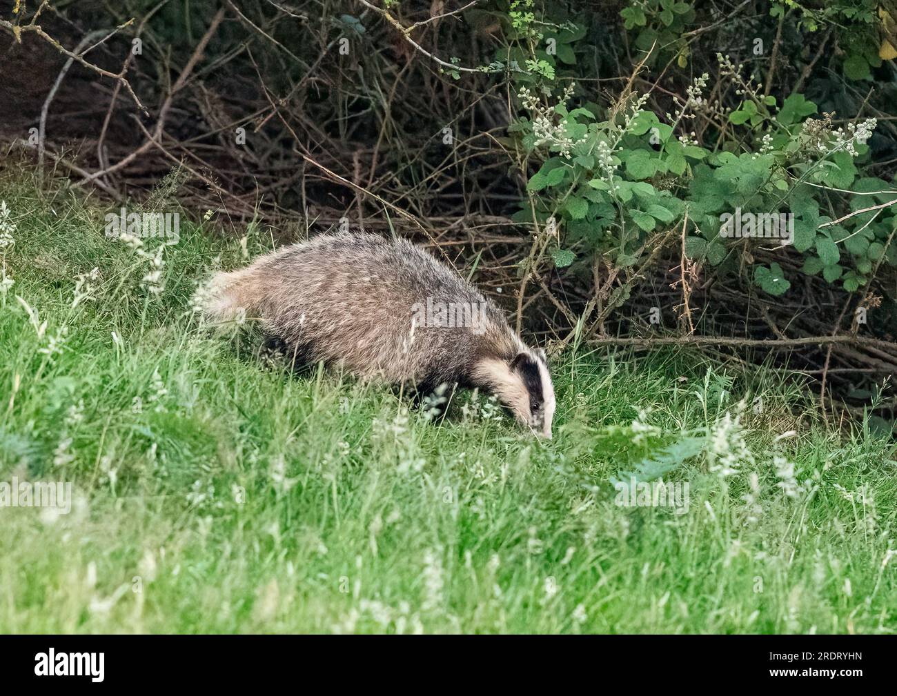 A young Badger ( Meles meles) out foraging in the meadows at dusk . Heading downhill thorugh the grassland . Suffolk, UK Stock Photo