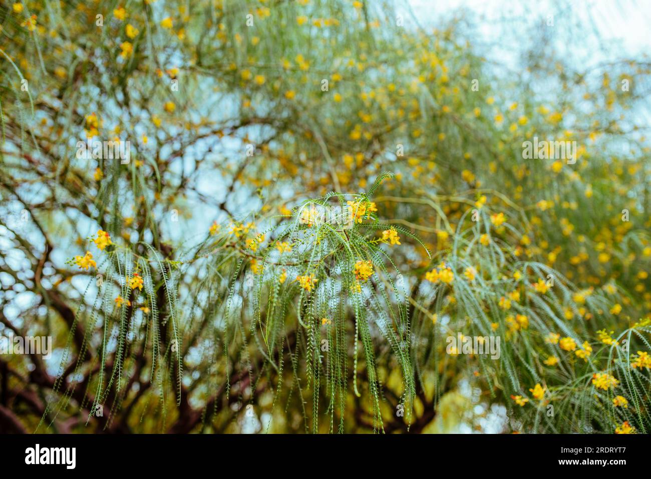 branch-yellow-flowers-hi-res-stock-photography-and-images-alamy
