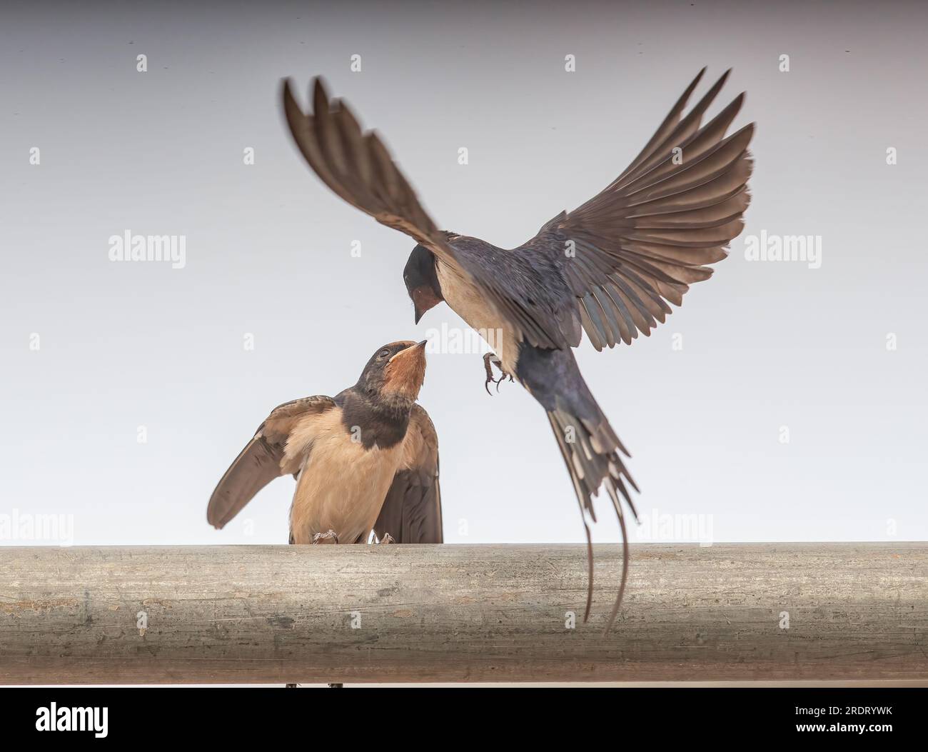 A spectacular action shot  of a newly fledged swallow (Hirundo rustica ) being  fed  by the adult  who is  captured in flight .Suffolk, UK . Stock Photo