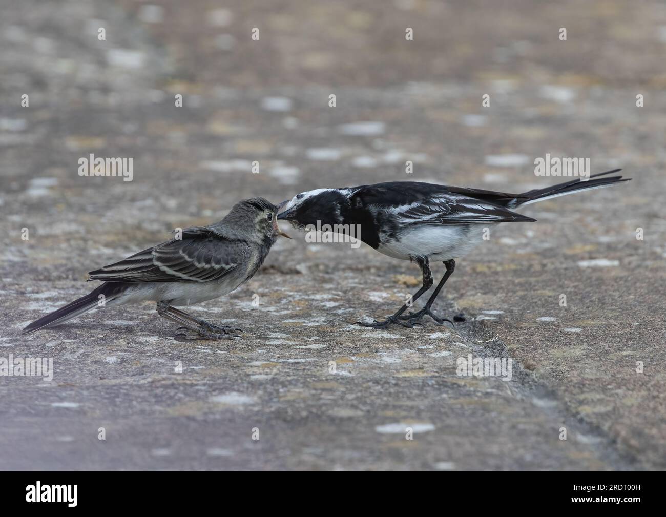 A close up action shot of an adult  Pied Wagtail (Motacilla alba) feeding her baby . Beak open wide . Suffolk, UK Stock Photo