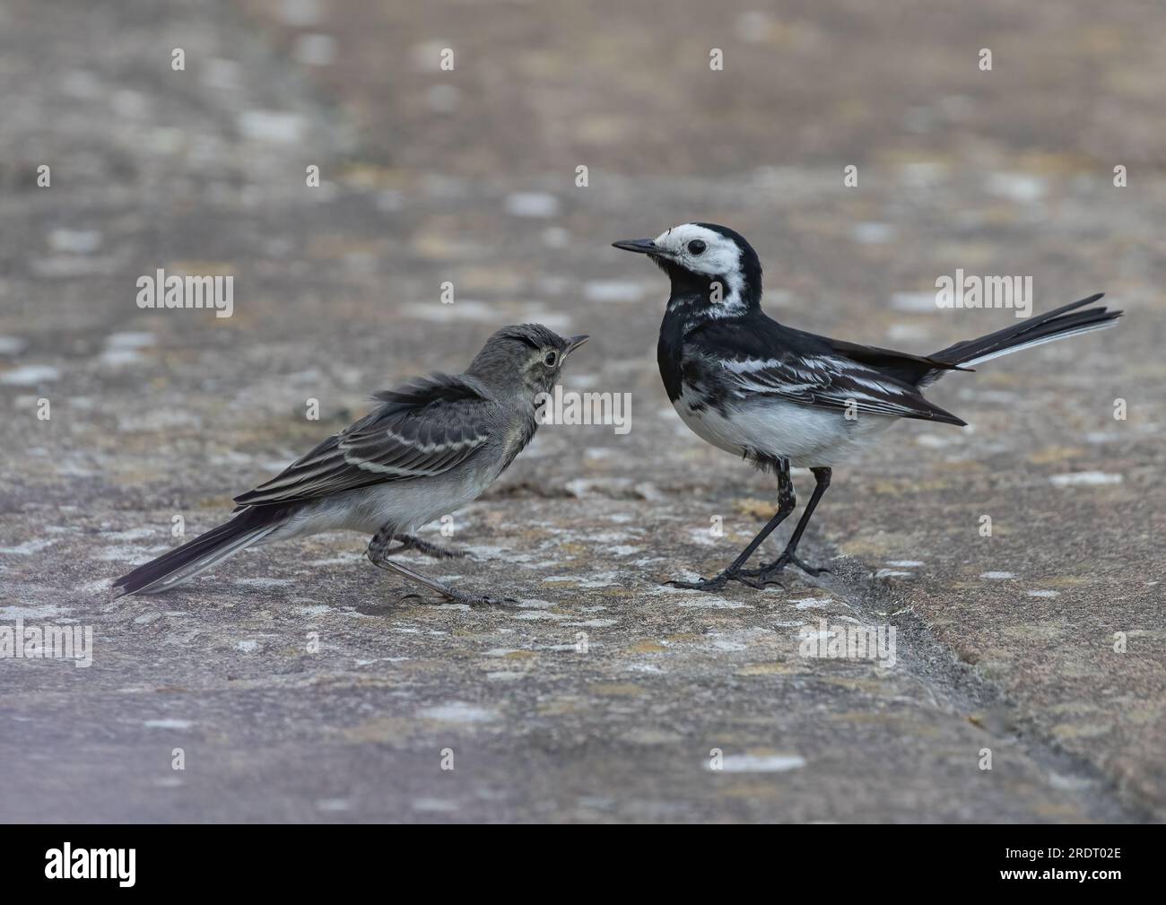 A close up action shot of a Pied Wagtail (Motacilla alba) feeding her fledgling baby  . Suffolk, UK Stock Photo