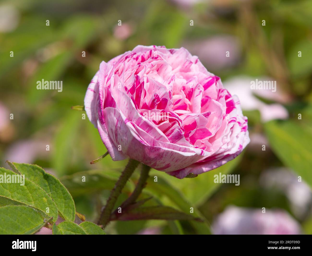 Rose perle des panachees hi-res stock photography and images - Alamy