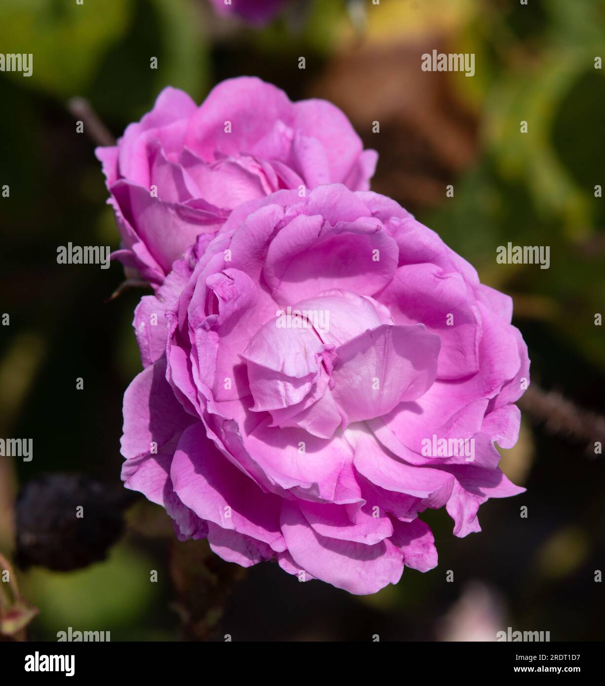 Lobb hi-res stock photography and images - Alamy
