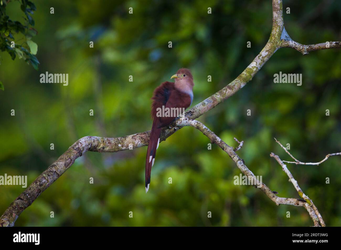 The beautiful bird Squirrel Cuckoo, Piaya cayana, is sitting on a branch in the rainforest of Soberania national park, Republic of Panama. Stock Photo