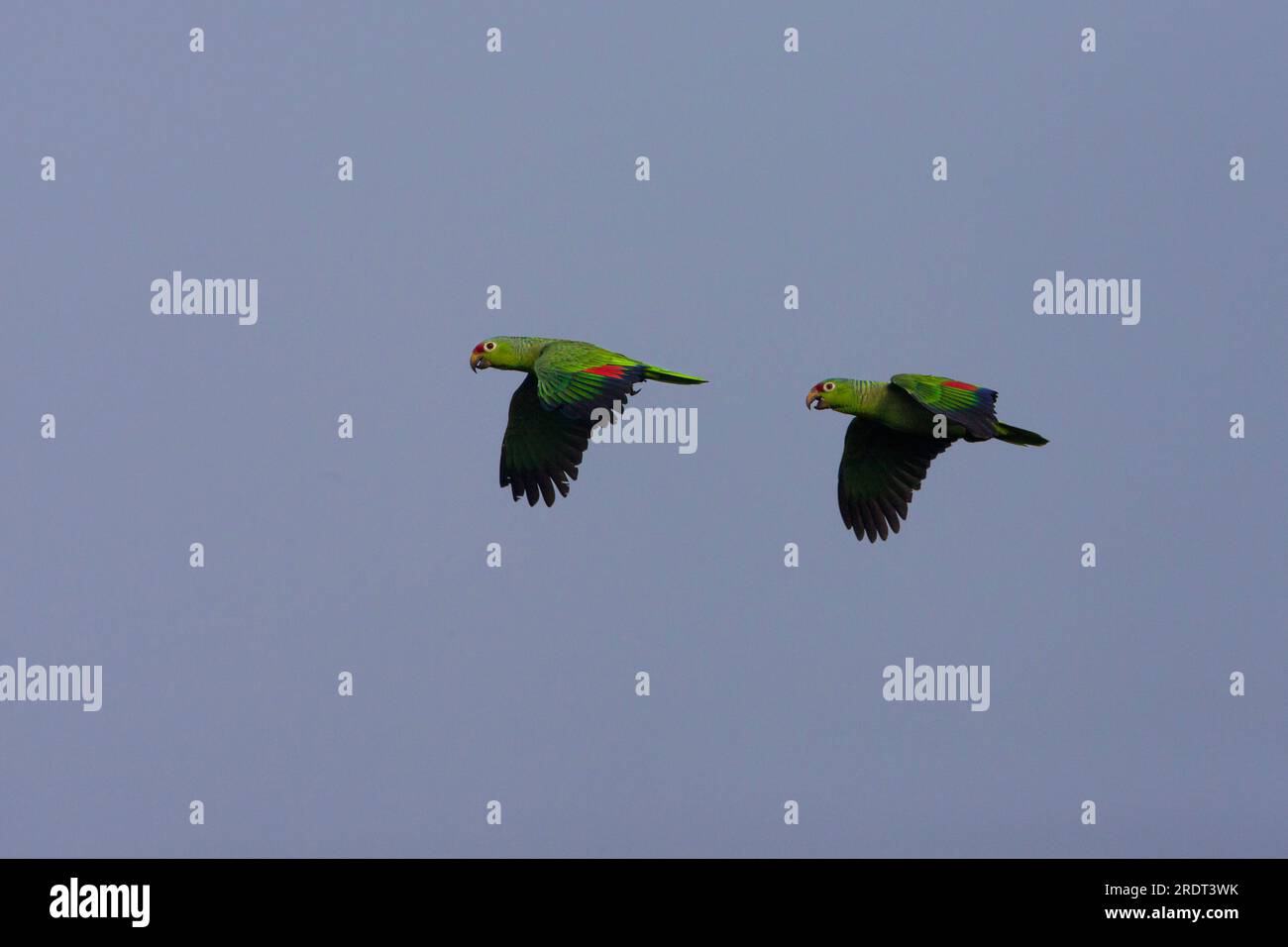 A pair of Red-lored Parrots, Amazona autumnalis, in flight over the rainforest of Soberania national park, Colon province, Republic of Panama. Stock Photo
