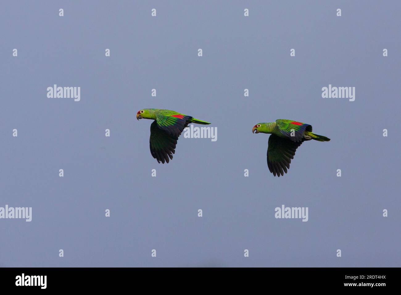 A pair of Red-lored Parrots, Amazona autumnalis, in flight over the rainforest of Soberania national park, Colon province, Republic of Panama. Stock Photo