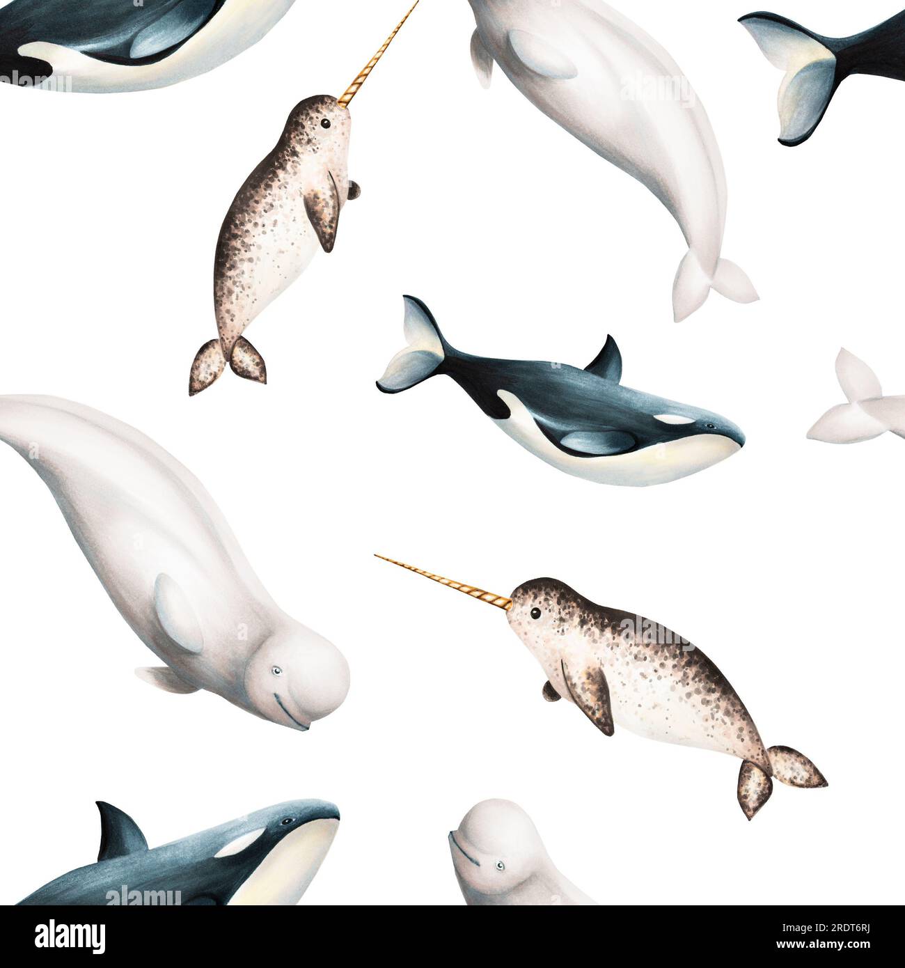 Watercolor seamless pattern with beluga, killer whale and narwhal isolated on white background. Hand painting realistic Arctic and Antarctic ocean Stock Photo