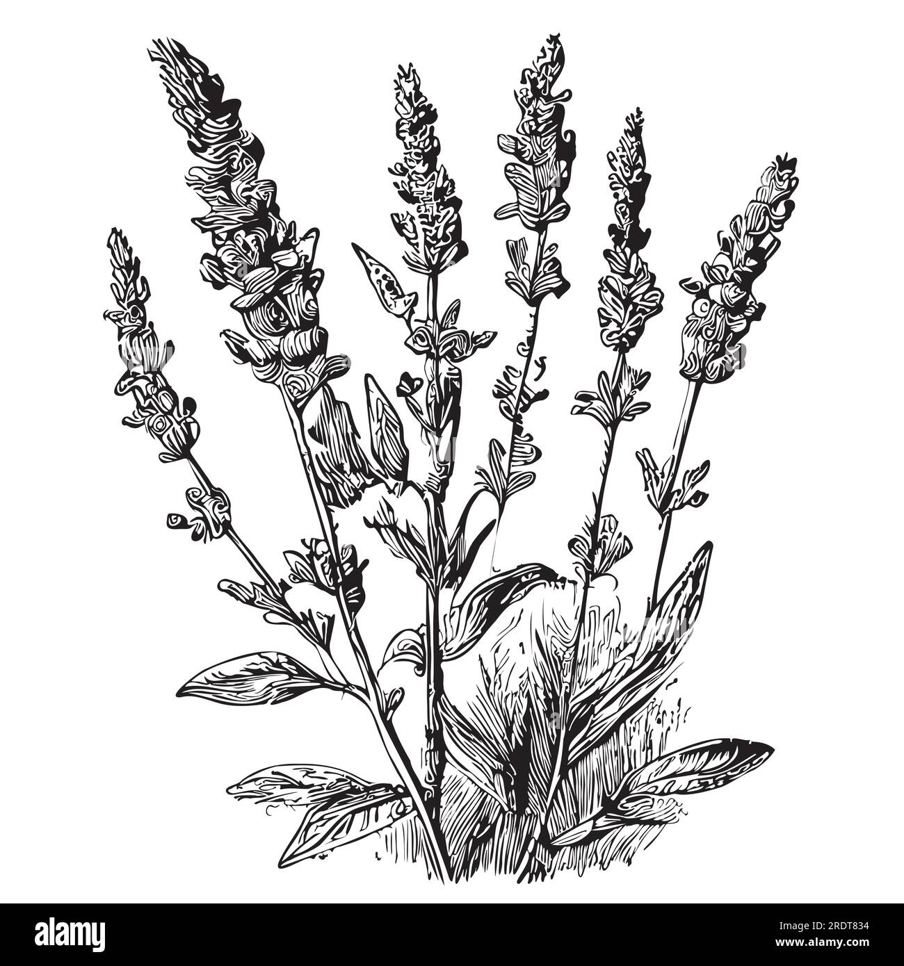 Lavender flowers hand drawn sketch Wildflowers illustration Stock ...