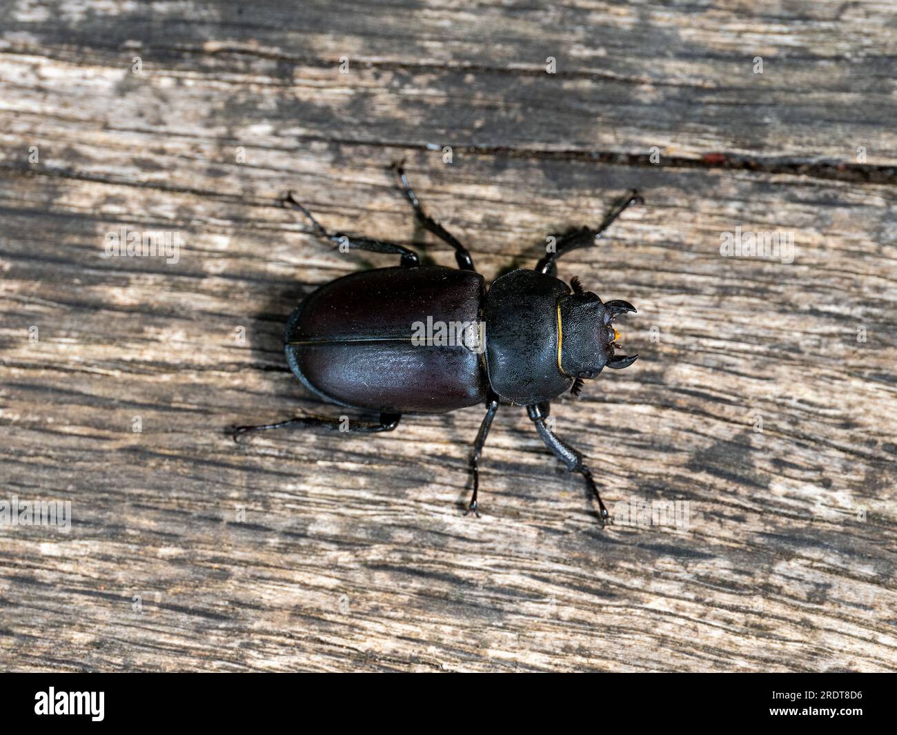 Female Lesser Stag Beetle on Wood Stock Photo - Alamy