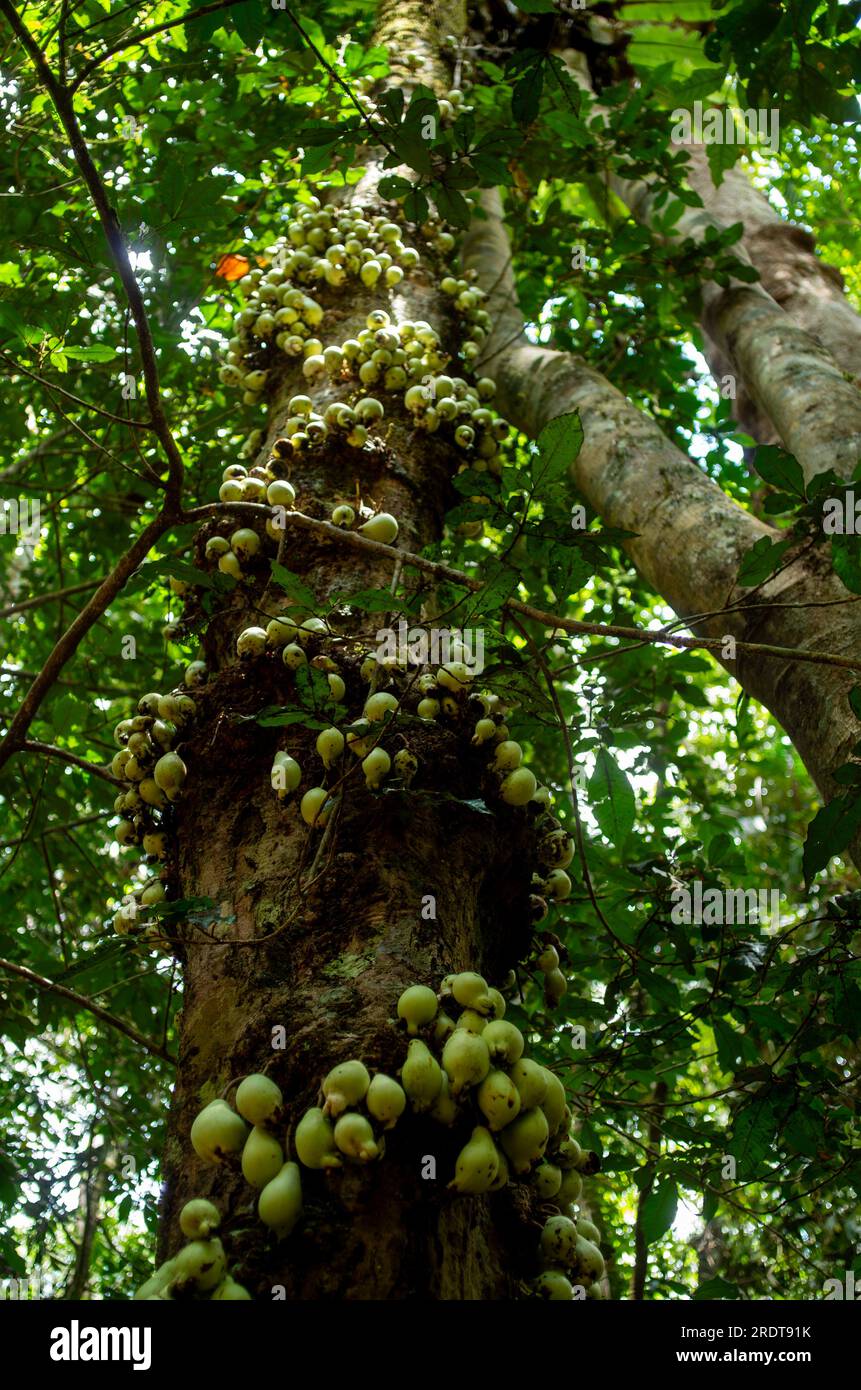 Phaleria clerodendron,  scented daphne, scented phaleria, rosy apple, with fruit on trunk, cauliflory, Malanda, Australia. Stock Photo