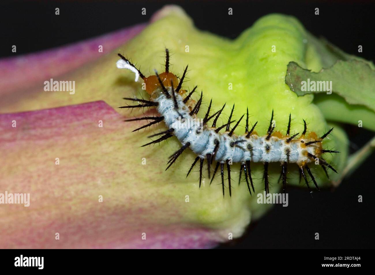 Passionvine butterfly (Heliconius), caterpillar, passion butterfly Stock Photo Alamy