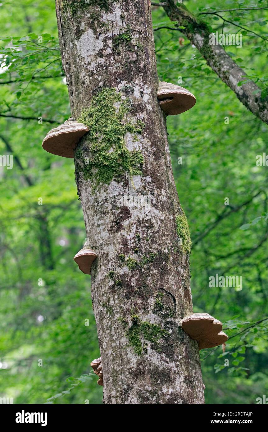 True tinder fungus (Fomes fomentarius) on beech trunk, Berchtesgaden National Park, Bavaria, Germany Stock Photo