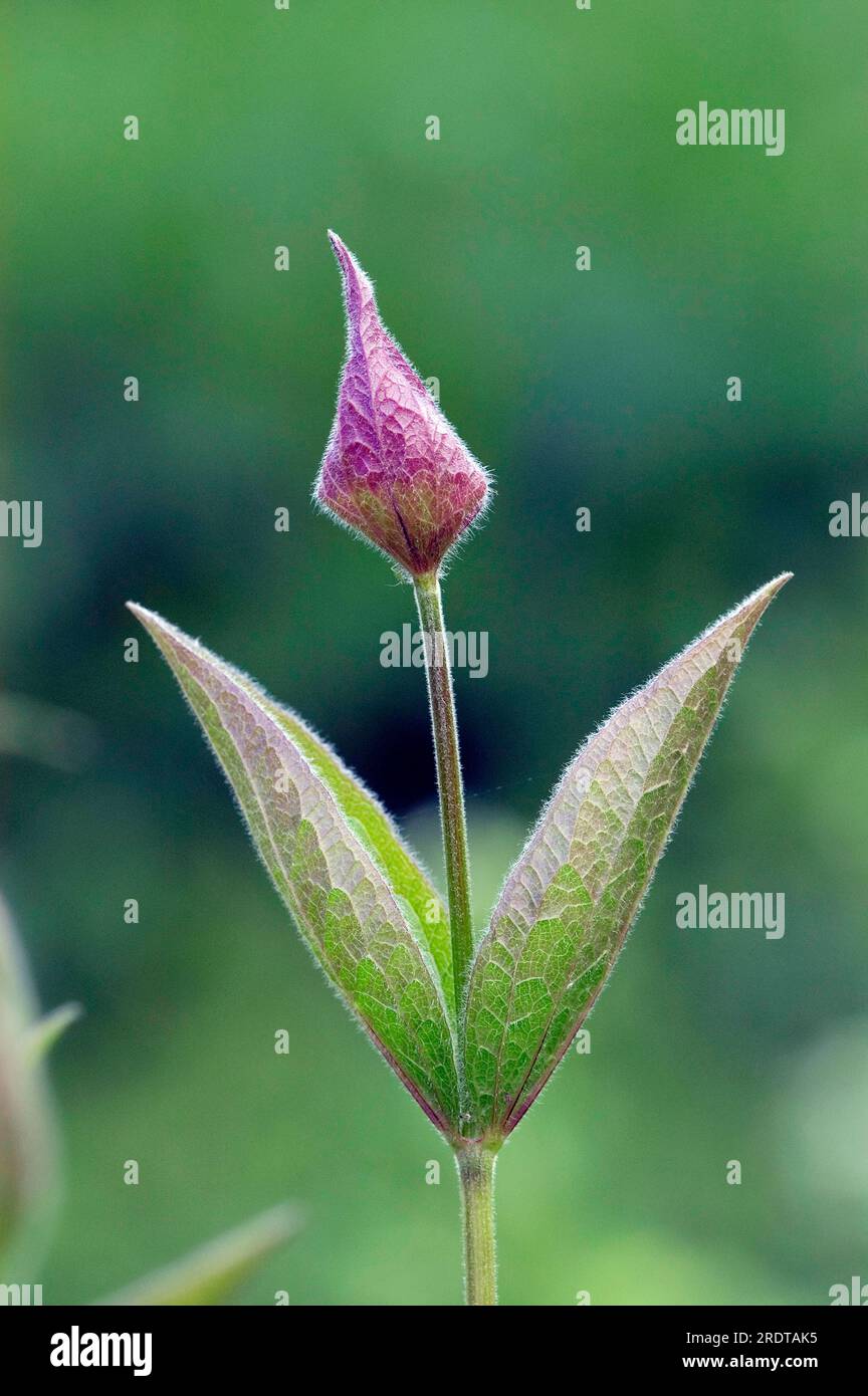 Clematis (Clematis integrifolia), bud Stock Photo