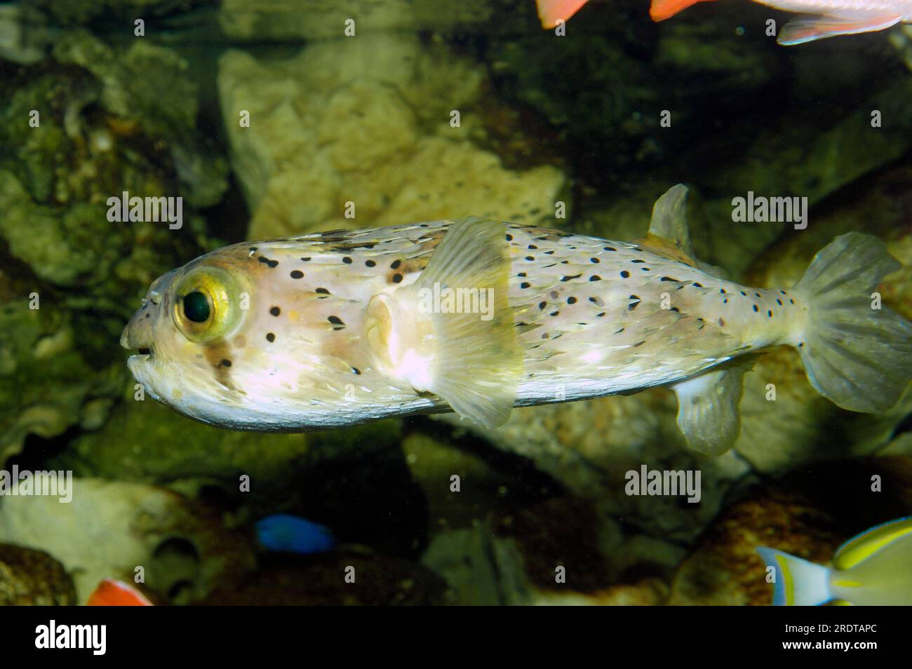 Orbicular Burrfish (Cyclichthys orbicularis), Bird Beak Burrfish, side Stock Photo