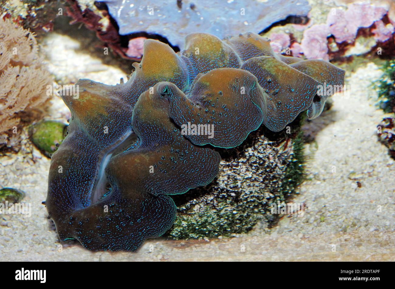 Giant clam (Tridacna crocea Stock Photo - Alamy