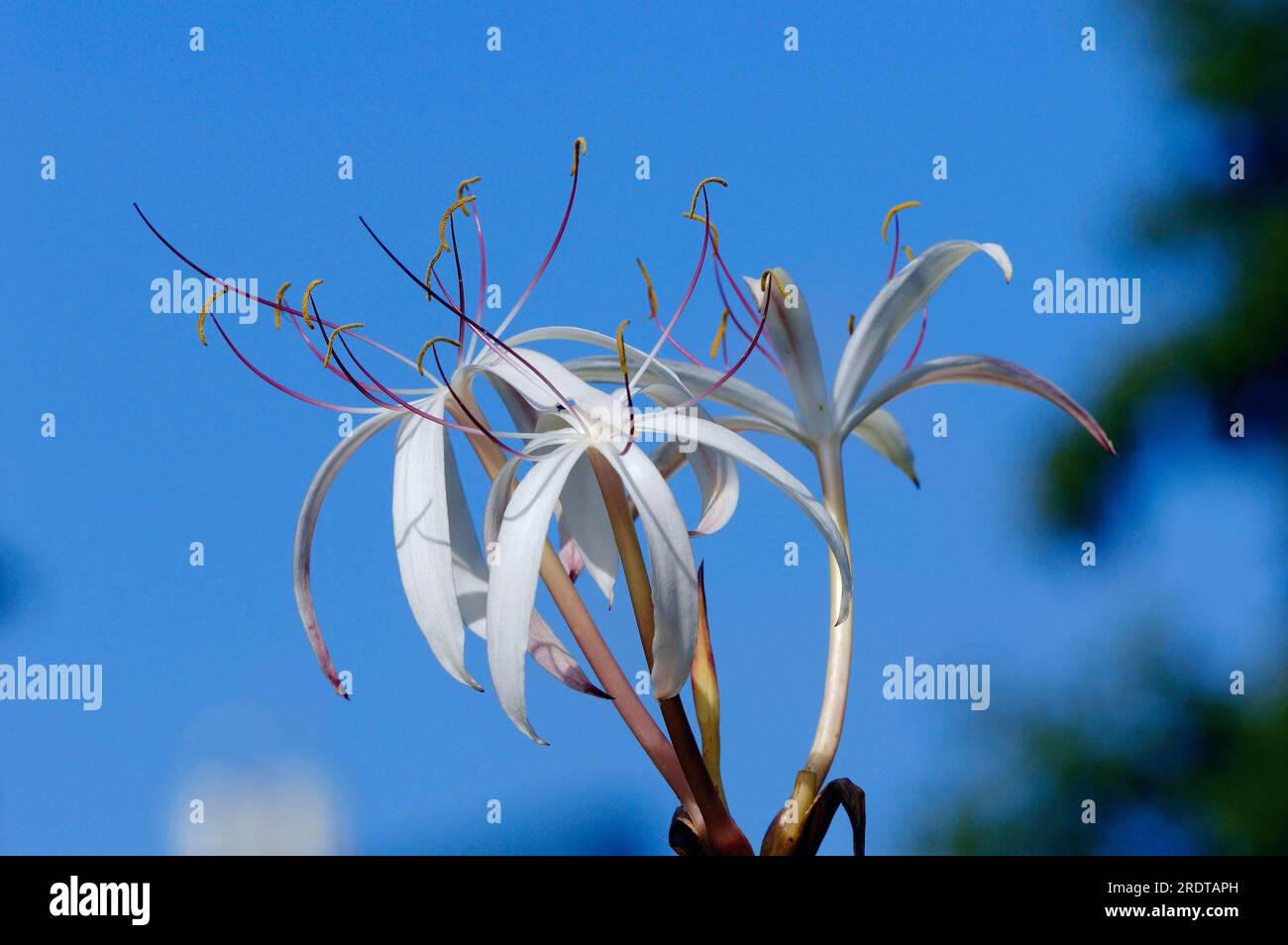 Marsh lily (Crinum purpurascens) Stock Photo