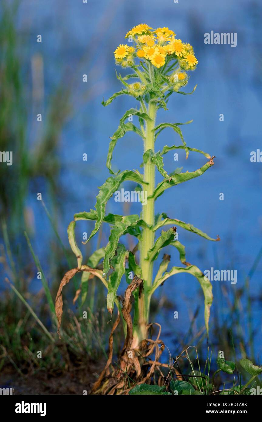 Marsh Fleawort, Texel, Netherlands (Tephroseris palustris) Stock Photo