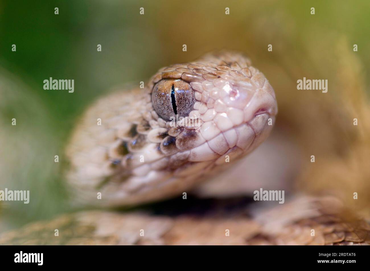 Saw-Scaled Viper (Echis carinatus), Carpet Viper Stock Photo