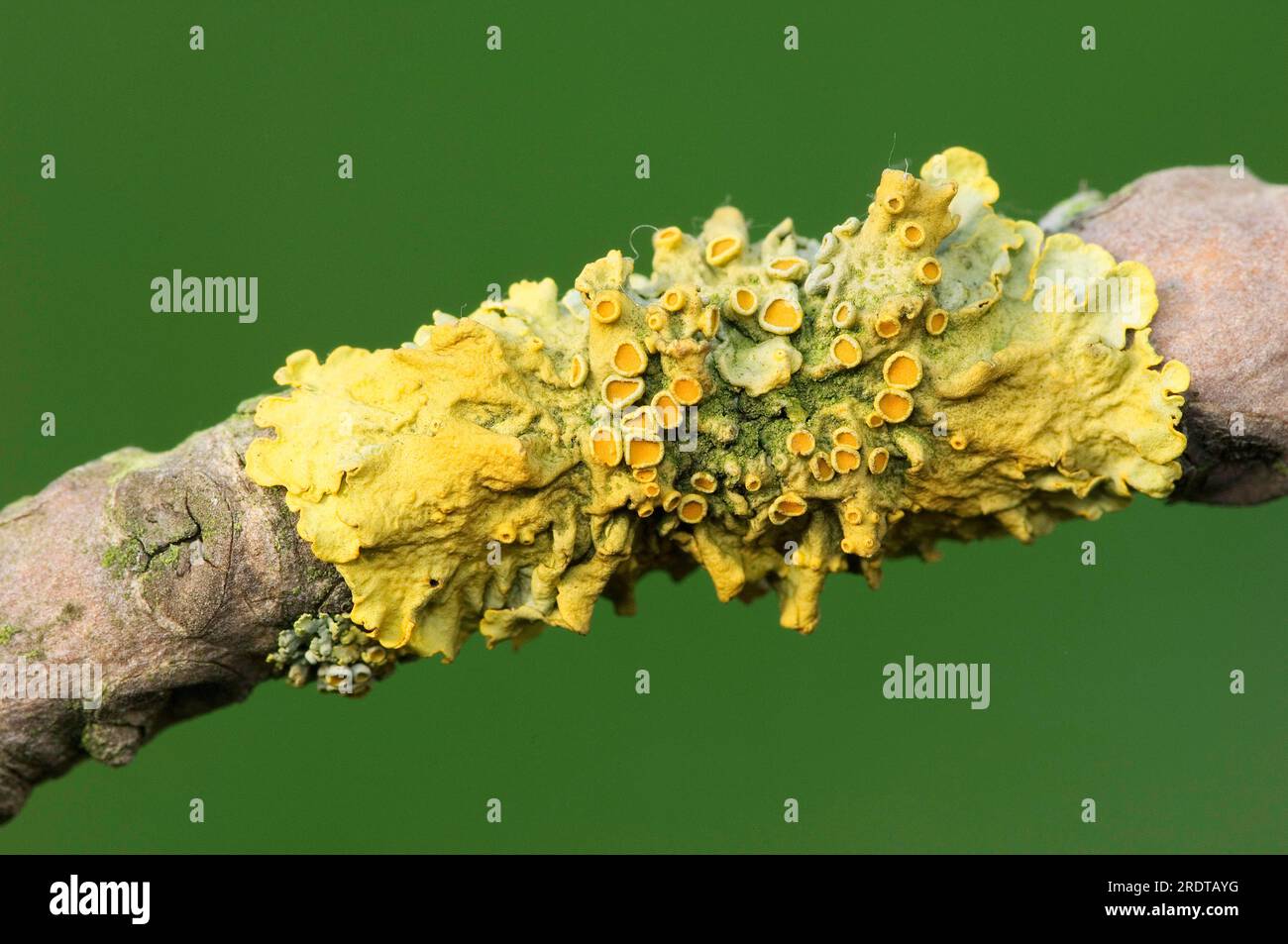 Sunburst Lichen, North RhineWestphalia, Germany, Common Orange Lichen