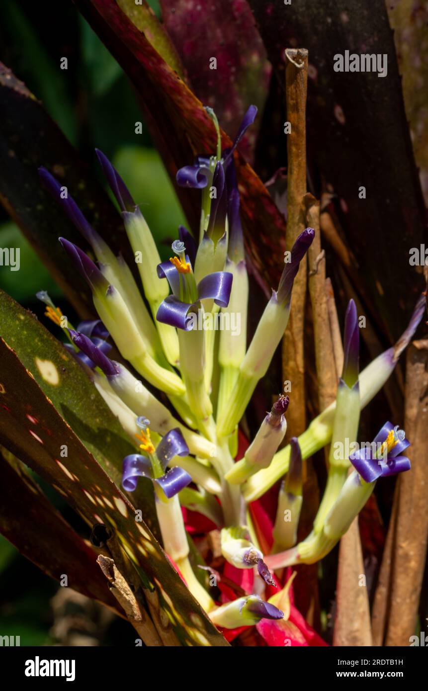 Bromeliad, Billbergia, cultivated Stock Photo