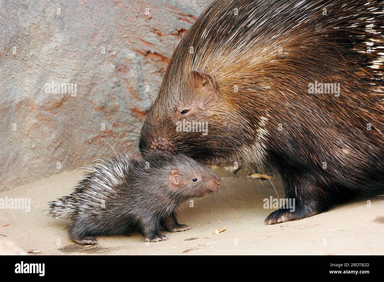 Indian Porcupine with young (Hystrix leucura), Indian Crested PorcupineÂ Stock Photo