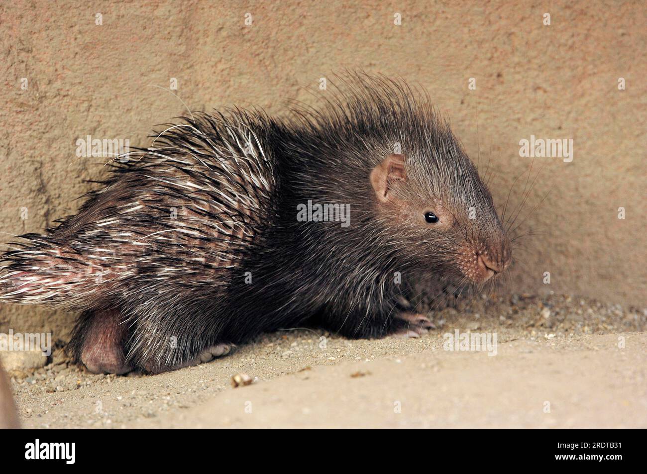 Young Indian Porcupine (Hystrix leucura), Indian Crested PorcupineÂ Stock Photo