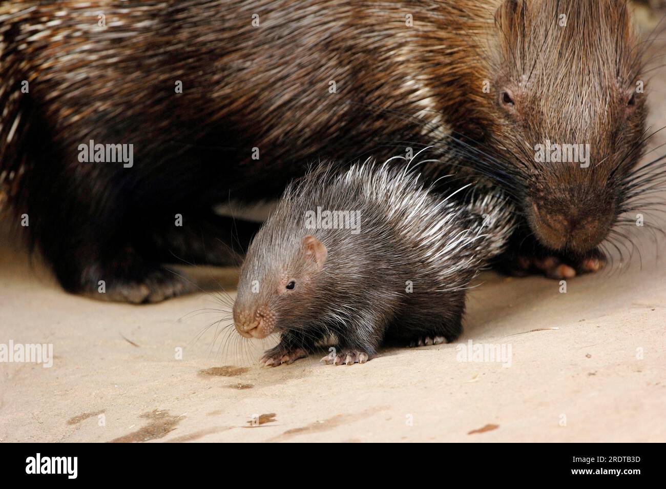 Indian Porcupine with young (Hystrix leucura), Indian Crested PorcupineÂ Stock Photo