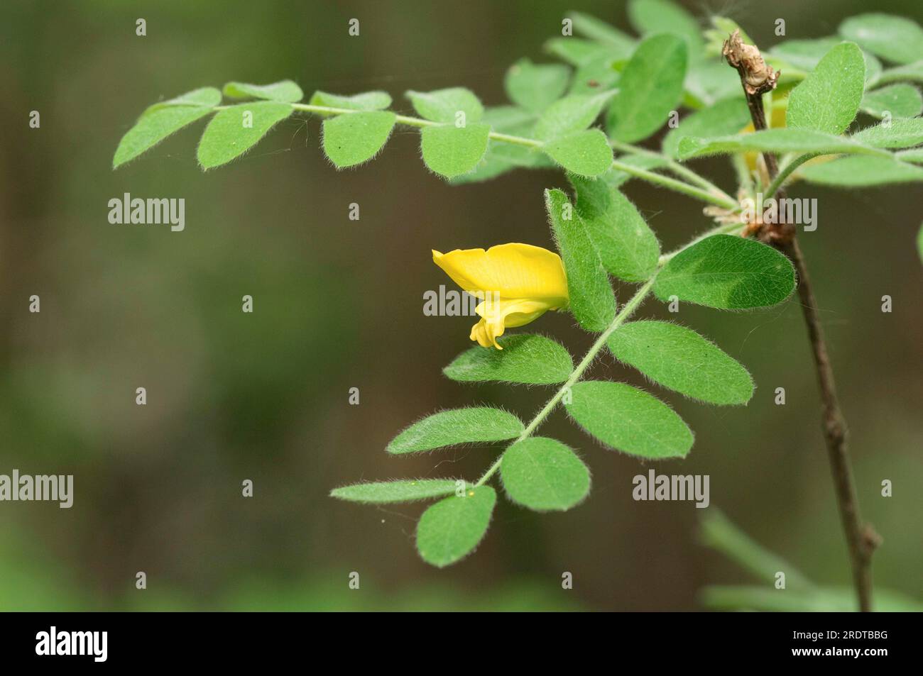 Siberian pea-tree (Caragana arborescens), North Rhine-Westphalia, Common pea bush, Germany Stock Photo