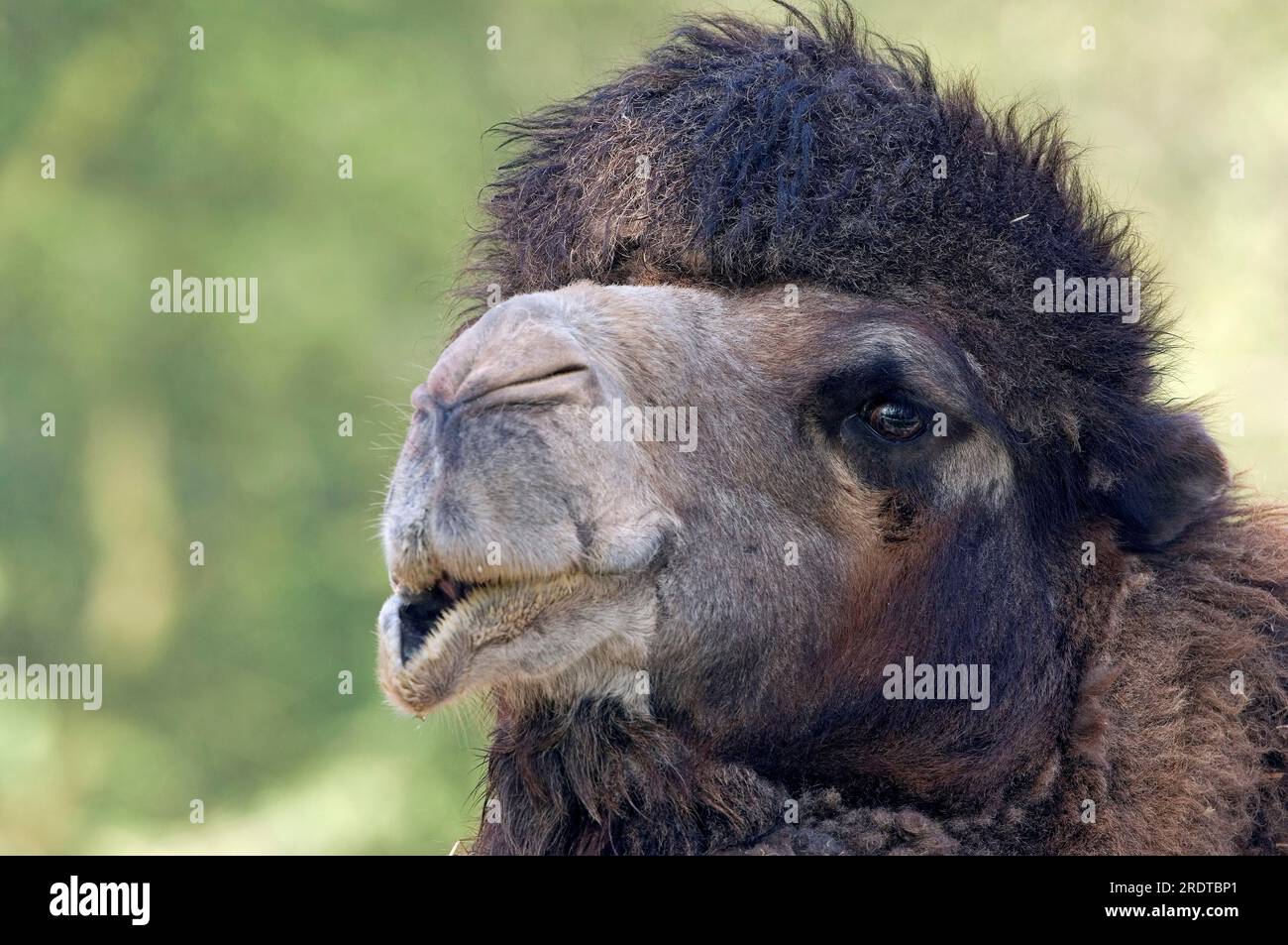 Two-humped Camel, male, Bactrian Camel (Camelus bactrianus) Stock Photo